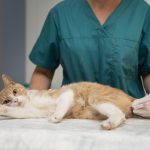 Tražimo veterinarskog tehničara