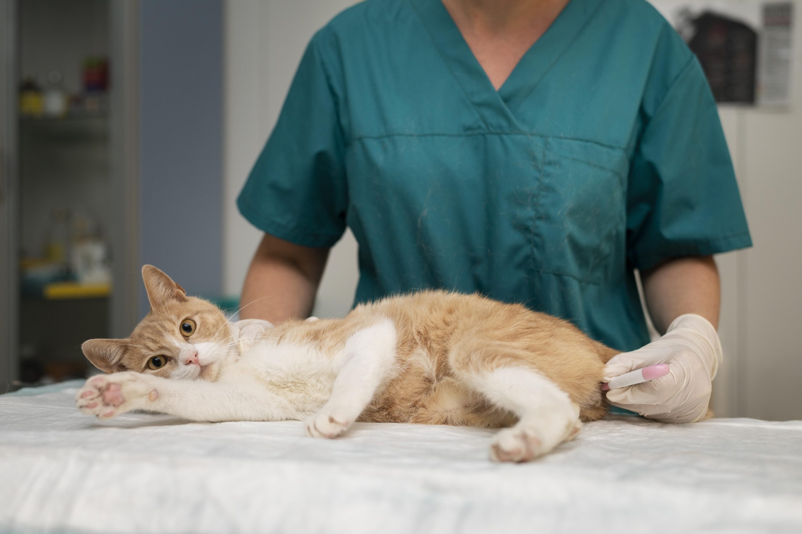 Tražimo veterinarskog tehničara