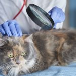 Stručni skup “Veterinarski dani”