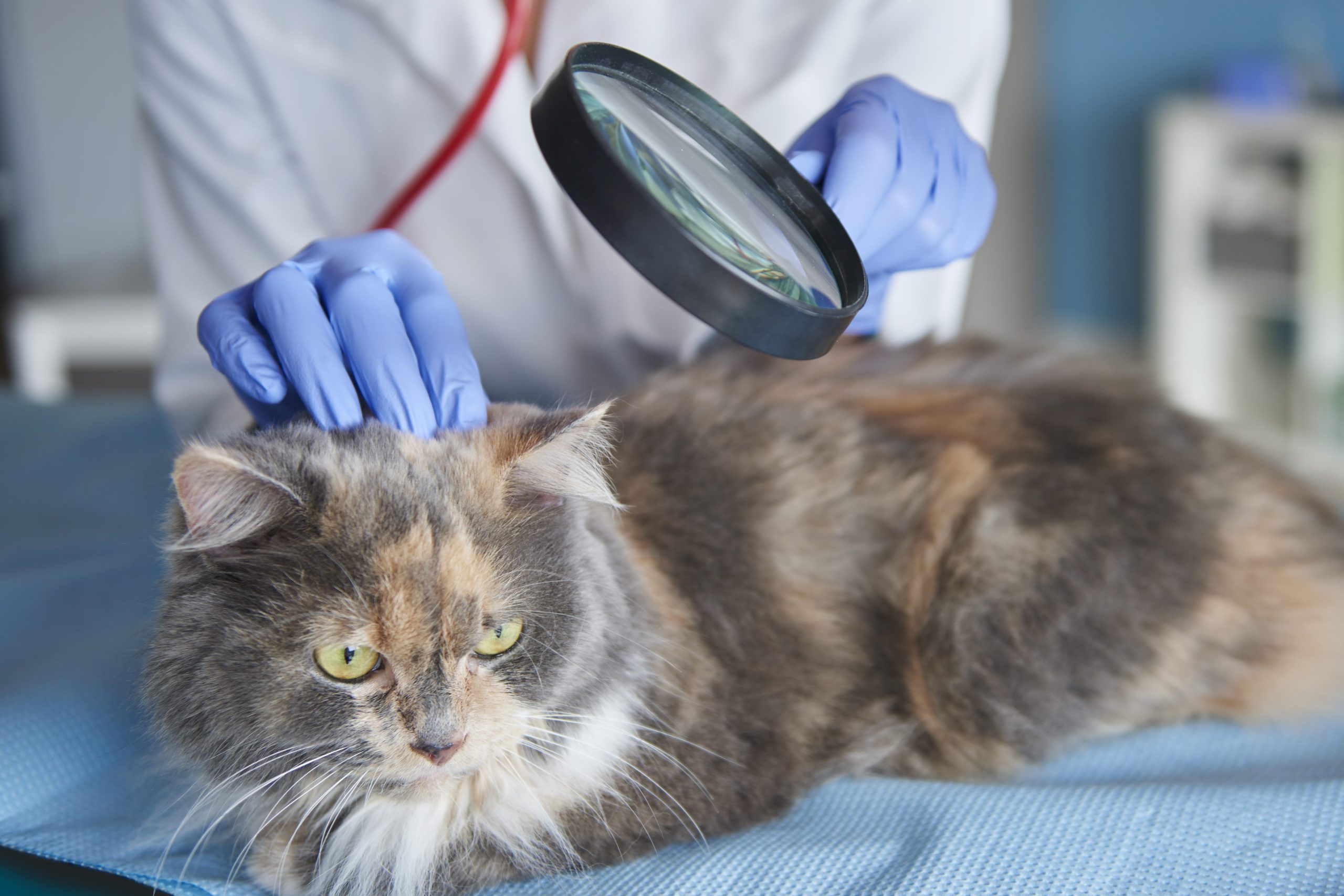 Stručni skup “Veterinarski dani”